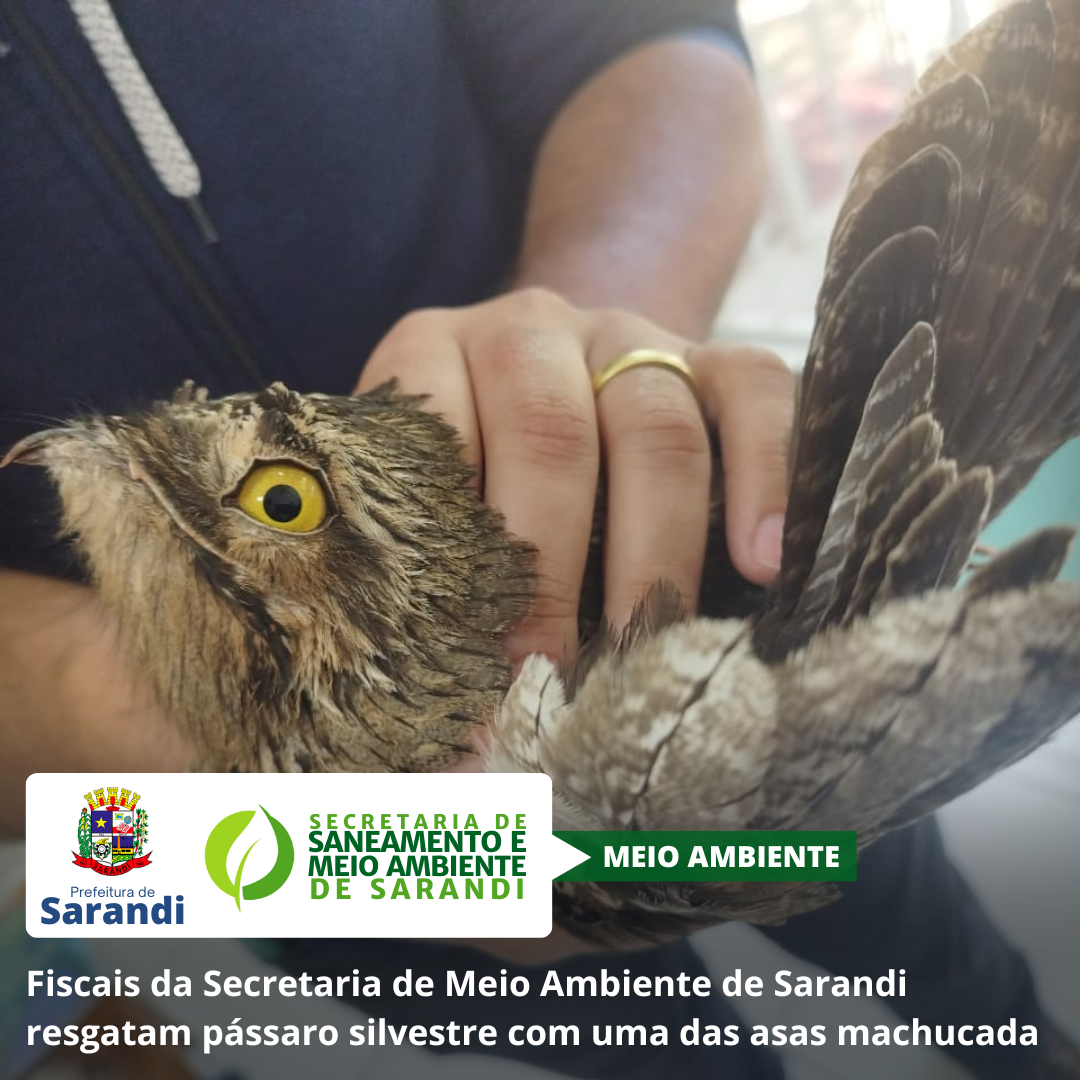 Fiscais da Secretaria de Meio Ambiente de Sarandi resgatam pássaro silvestre com uma das asas machucada